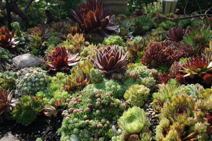 Sempervivum Dachwurz Hauswurz